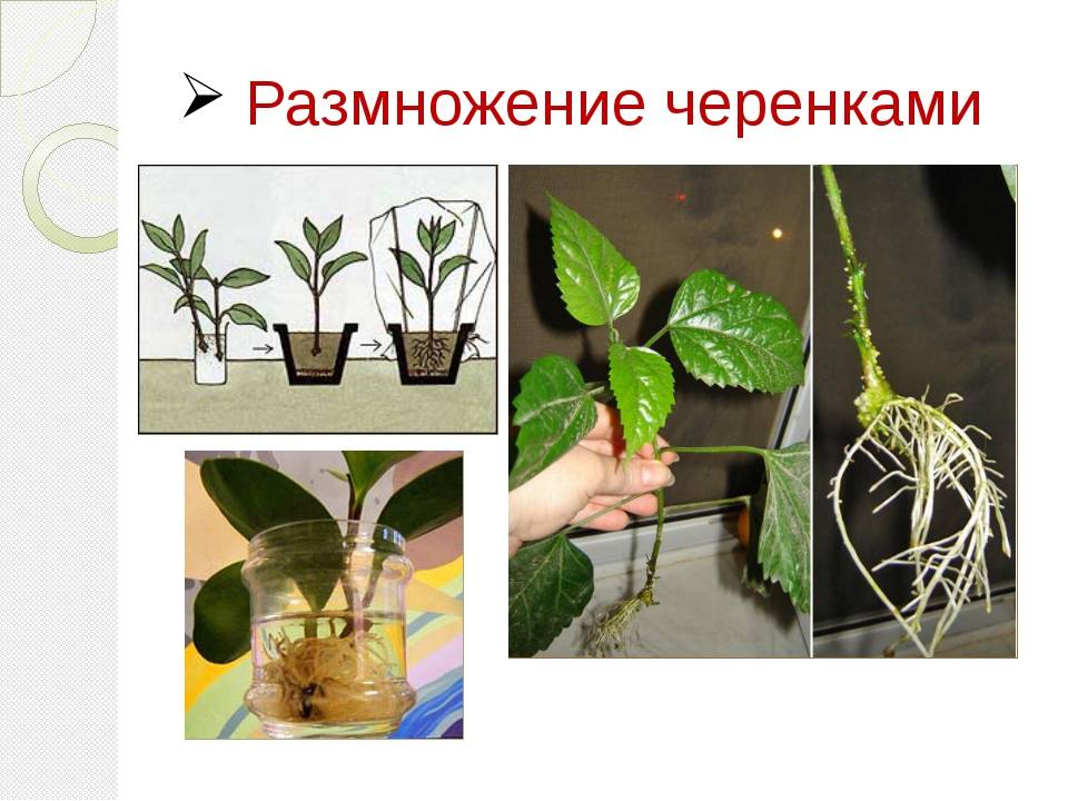 Афеландра Фото Уход В Домашних Условиях Размножение