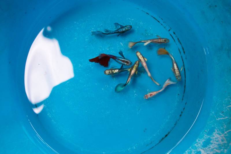 Треснуло стекло в аквариуме что делать. 82ce95b230388257d0e772e13a73af92. Треснуло стекло в аквариуме что делать фото. Треснуло стекло в аквариуме что делать-82ce95b230388257d0e772e13a73af92. картинка Треснуло стекло в аквариуме что делать. картинка 82ce95b230388257d0e772e13a73af92. Что делать, если в аквариуме появилась течь? Как правильно заклеить трещины, поменять стекло, залатать дно? Способы укрепления стенок стяжками и ребрами жесткости с поэтапным описанием алгоритма действий. Треснуло стекло в аквариуме что делать. 82ce95b230388257d0e772e13a73af92. Треснуло стекло в аквариуме что делать фото. Треснуло стекло в аквариуме что делать-82ce95b230388257d0e772e13a73af92. картинка Треснуло стекло в аквариуме что делать. картинка 82ce95b230388257d0e772e13a73af92. Что делать, если в аквариуме появилась течь? Как правильно заклеить трещины, поменять стекло, залатать дно? Способы укрепления стенок стяжками и ребрами жесткости с поэтапным описанием алгоритма действий.