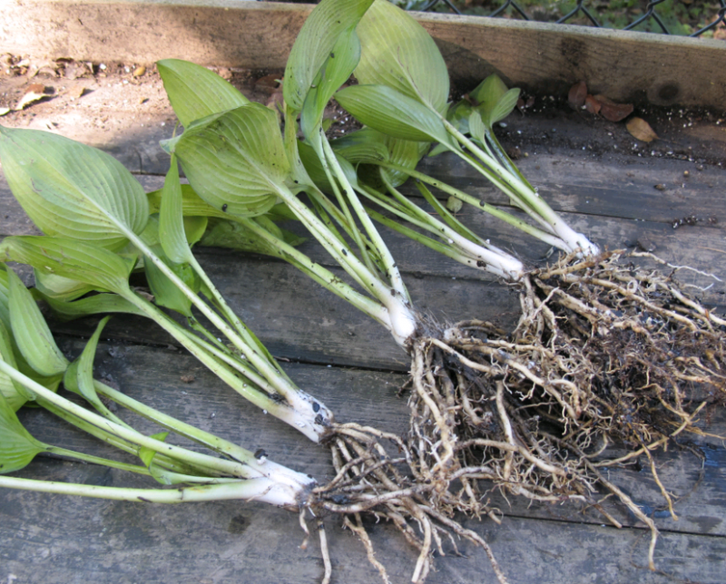 ΠΊΠΎΠ³Π΄Π° ΠΌΠΎΠΆΠ½ΠΎ ΡΠ°ΡΡΠ°Π΄ΠΈΡΡ Ρ
ΠΎΡΡΡ ΠΈ ΠΊΠ°ΠΊ. Π‘ΠΌΠΎΡΡΠ΅ΡΡ ΡΠΎΡΠΎ ΠΊΠΎΠ³Π΄Π° ΠΌΠΎΠΆΠ½ΠΎ ΡΠ°ΡΡΠ°Π΄ΠΈΡΡ Ρ
ΠΎΡΡΡ ΠΈ ΠΊΠ°ΠΊ. Π‘ΠΌΠΎΡΡΠ΅ΡΡ ΠΊΠ°ΡΡΠΈΠ½ΠΊΡ ΠΊΠΎΠ³Π΄Π° ΠΌΠΎΠΆΠ½ΠΎ ΡΠ°ΡΡΠ°Π΄ΠΈΡΡ Ρ
ΠΎΡΡΡ ΠΈ ΠΊΠ°ΠΊ. ΠΠ°ΡΡΠΈΠ½ΠΊΠ° ΠΏΡΠΎ ΠΊΠΎΠ³Π΄Π° ΠΌΠΎΠΆΠ½ΠΎ ΡΠ°ΡΡΠ°Π΄ΠΈΡΡ Ρ
ΠΎΡΡΡ ΠΈ ΠΊΠ°ΠΊ. Π€ΠΎΡΠΎ ΠΊΠΎΠ³Π΄Π° ΠΌΠΎΠΆΠ½ΠΎ ΡΠ°ΡΡΠ°Π΄ΠΈΡΡ Ρ
ΠΎΡΡΡ ΠΈ ΠΊΠ°ΠΊ ΠΊΠΎΠ³Π΄Π° ΠΌΠΎΠΆΠ½ΠΎ ΡΠ°ΡΡΠ°Π΄ΠΈΡΡ Ρ
ΠΎΡΡΡ ΠΈ ΠΊΠ°ΠΊ. Π‘ΠΌΠΎΡΡΠ΅ΡΡ ΡΠΎΡΠΎ ΠΊΠΎΠ³Π΄Π° ΠΌΠΎΠΆΠ½ΠΎ ΡΠ°ΡΡΠ°Π΄ΠΈΡΡ Ρ
ΠΎΡΡΡ ΠΈ ΠΊΠ°ΠΊ. Π‘ΠΌΠΎΡΡΠ΅ΡΡ ΠΊΠ°ΡΡΠΈΠ½ΠΊΡ ΠΊΠΎΠ³Π΄Π° ΠΌΠΎΠΆΠ½ΠΎ ΡΠ°ΡΡΠ°Π΄ΠΈΡΡ Ρ
ΠΎΡΡΡ ΠΈ ΠΊΠ°ΠΊ. ΠΠ°ΡΡΠΈΠ½ΠΊΠ° ΠΏΡΠΎ ΠΊΠΎΠ³Π΄Π° ΠΌΠΎΠΆΠ½ΠΎ ΡΠ°ΡΡΠ°Π΄ΠΈΡΡ Ρ
ΠΎΡΡΡ ΠΈ ΠΊΠ°ΠΊ. Π€ΠΎΡΠΎ ΠΊΠΎΠ³Π΄Π° ΠΌΠΎΠΆΠ½ΠΎ ΡΠ°ΡΡΠ°Π΄ΠΈΡΡ Ρ
ΠΎΡΡΡ ΠΈ ΠΊΠ°ΠΊ