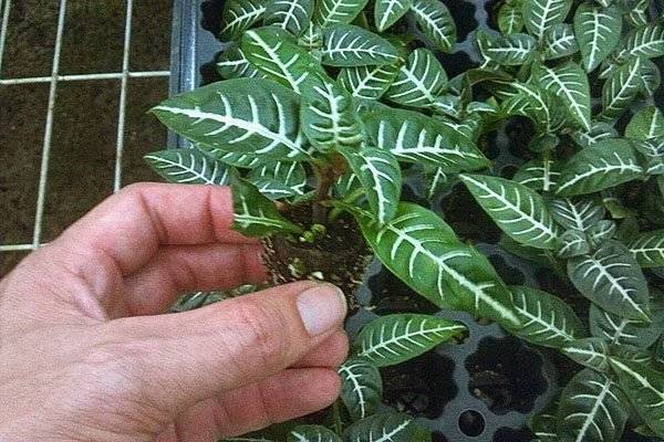 Афеландра Фото Уход В Домашних Условиях Размножение