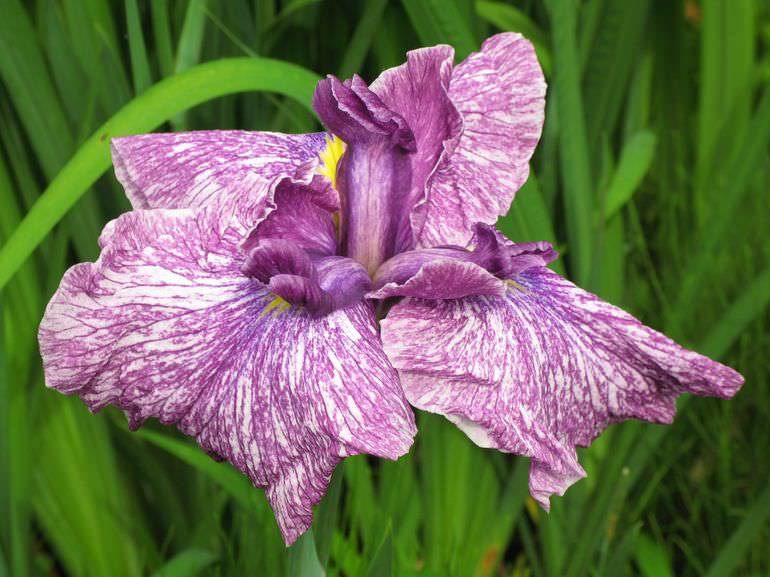 Iris what a mixture. Смотреть фото Iris what a mixture. Смотреть картинку Iris what a mixture. Картинка про Iris what a mixture. Фото Iris what a mixture