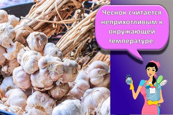Что можно сделать с очищенным чесноком. Смотреть фото Что можно сделать с очищенным чесноком. Смотреть картинку Что можно сделать с очищенным чесноком. Картинка про Что можно сделать с очищенным чесноком. Фото Что можно сделать с очищенным чесноком