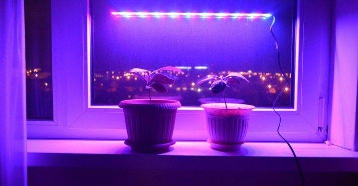 Нижние листья фиалки вялые листья что делать. Смотреть фото Нижние листья фиалки вялые листья что делать. Смотреть картинку Нижние листья фиалки вялые листья что делать. Картинка про Нижние листья фиалки вялые листья что делать. Фото Нижние листья фиалки вялые листья что делать