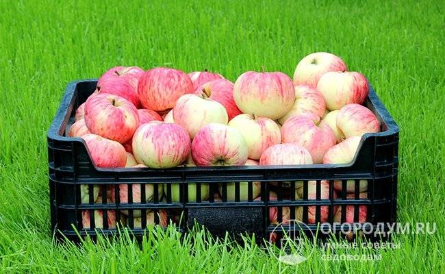 в чем хранят пастилу. Смотреть фото в чем хранят пастилу. Смотреть картинку в чем хранят пастилу. Картинка про в чем хранят пастилу. Фото в чем хранят пастилу