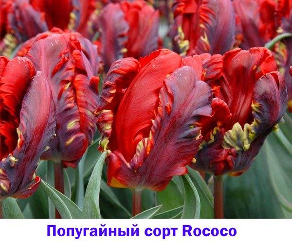 Что такое черные тюльпаны. Смотреть фото Что такое черные тюльпаны. Смотреть картинку Что такое черные тюльпаны. Картинка про Что такое черные тюльпаны. Фото Что такое черные тюльпаны