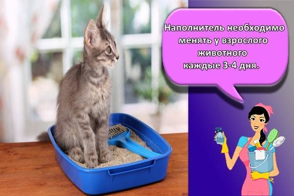 ca113d6d14f35b0787e4292f33ce26ee Как очистить колбу термоса внутри