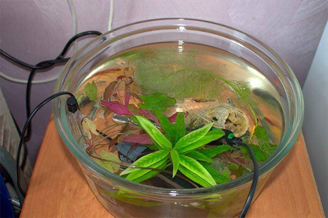 Треснуло стекло в аквариуме что делать. cafb25c8dd974f993ef3a51278f4b9c9. Треснуло стекло в аквариуме что делать фото. Треснуло стекло в аквариуме что делать-cafb25c8dd974f993ef3a51278f4b9c9. картинка Треснуло стекло в аквариуме что делать. картинка cafb25c8dd974f993ef3a51278f4b9c9. Что делать, если в аквариуме появилась течь? Как правильно заклеить трещины, поменять стекло, залатать дно? Способы укрепления стенок стяжками и ребрами жесткости с поэтапным описанием алгоритма действий. Треснуло стекло в аквариуме что делать. cafb25c8dd974f993ef3a51278f4b9c9. Треснуло стекло в аквариуме что делать фото. Треснуло стекло в аквариуме что делать-cafb25c8dd974f993ef3a51278f4b9c9. картинка Треснуло стекло в аквариуме что делать. картинка cafb25c8dd974f993ef3a51278f4b9c9. Что делать, если в аквариуме появилась течь? Как правильно заклеить трещины, поменять стекло, залатать дно? Способы укрепления стенок стяжками и ребрами жесткости с поэтапным описанием алгоритма действий.