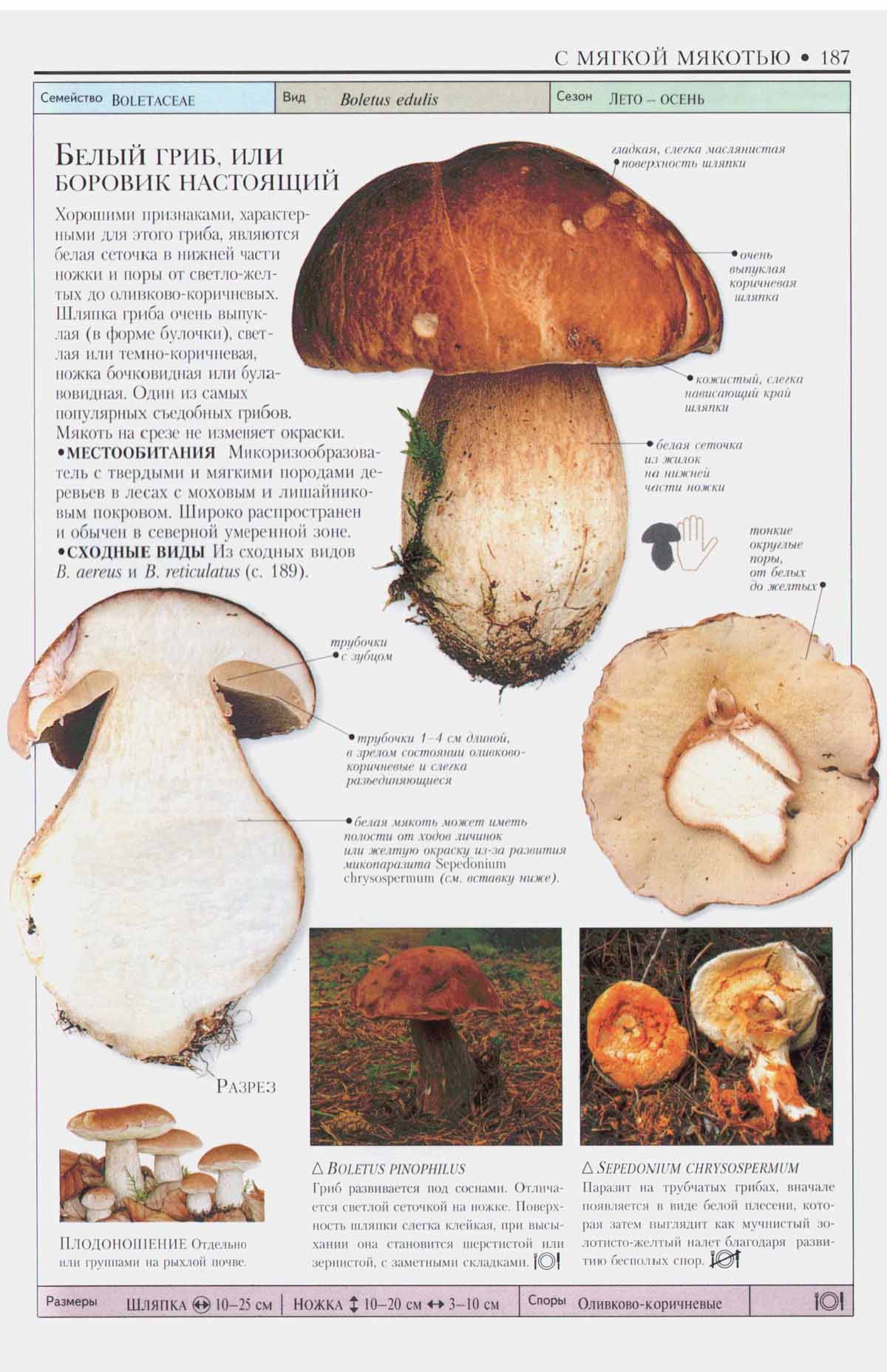 Картинки съедобных грибов с описанием