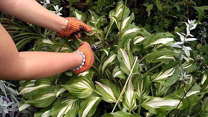 ΠΊΠΎΠ³Π΄Π° ΠΌΠΎΠΆΠ½ΠΎ ΡΠ°ΡΡΠ°Π΄ΠΈΡΡ Ρ
ΠΎΡΡΡ ΠΈ ΠΊΠ°ΠΊ. Π‘ΠΌΠΎΡΡΠ΅ΡΡ ΡΠΎΡΠΎ ΠΊΠΎΠ³Π΄Π° ΠΌΠΎΠΆΠ½ΠΎ ΡΠ°ΡΡΠ°Π΄ΠΈΡΡ Ρ
ΠΎΡΡΡ ΠΈ ΠΊΠ°ΠΊ. Π‘ΠΌΠΎΡΡΠ΅ΡΡ ΠΊΠ°ΡΡΠΈΠ½ΠΊΡ ΠΊΠΎΠ³Π΄Π° ΠΌΠΎΠΆΠ½ΠΎ ΡΠ°ΡΡΠ°Π΄ΠΈΡΡ Ρ
ΠΎΡΡΡ ΠΈ ΠΊΠ°ΠΊ. ΠΠ°ΡΡΠΈΠ½ΠΊΠ° ΠΏΡΠΎ ΠΊΠΎΠ³Π΄Π° ΠΌΠΎΠΆΠ½ΠΎ ΡΠ°ΡΡΠ°Π΄ΠΈΡΡ Ρ
ΠΎΡΡΡ ΠΈ ΠΊΠ°ΠΊ. Π€ΠΎΡΠΎ ΠΊΠΎΠ³Π΄Π° ΠΌΠΎΠΆΠ½ΠΎ ΡΠ°ΡΡΠ°Π΄ΠΈΡΡ Ρ
ΠΎΡΡΡ ΠΈ ΠΊΠ°ΠΊ ΠΊΠΎΠ³Π΄Π° ΠΌΠΎΠΆΠ½ΠΎ ΡΠ°ΡΡΠ°Π΄ΠΈΡΡ Ρ
ΠΎΡΡΡ ΠΈ ΠΊΠ°ΠΊ. Π‘ΠΌΠΎΡΡΠ΅ΡΡ ΡΠΎΡΠΎ ΠΊΠΎΠ³Π΄Π° ΠΌΠΎΠΆΠ½ΠΎ ΡΠ°ΡΡΠ°Π΄ΠΈΡΡ Ρ
ΠΎΡΡΡ ΠΈ ΠΊΠ°ΠΊ. Π‘ΠΌΠΎΡΡΠ΅ΡΡ ΠΊΠ°ΡΡΠΈΠ½ΠΊΡ ΠΊΠΎΠ³Π΄Π° ΠΌΠΎΠΆΠ½ΠΎ ΡΠ°ΡΡΠ°Π΄ΠΈΡΡ Ρ
ΠΎΡΡΡ ΠΈ ΠΊΠ°ΠΊ. ΠΠ°ΡΡΠΈΠ½ΠΊΠ° ΠΏΡΠΎ ΠΊΠΎΠ³Π΄Π° ΠΌΠΎΠΆΠ½ΠΎ ΡΠ°ΡΡΠ°Π΄ΠΈΡΡ Ρ
ΠΎΡΡΡ ΠΈ ΠΊΠ°ΠΊ. Π€ΠΎΡΠΎ ΠΊΠΎΠ³Π΄Π° ΠΌΠΎΠΆΠ½ΠΎ ΡΠ°ΡΡΠ°Π΄ΠΈΡΡ Ρ
ΠΎΡΡΡ ΠΈ ΠΊΠ°ΠΊ