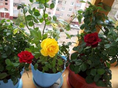 как спасти розу после пересадки летом. Смотреть фото как спасти розу после пересадки летом. Смотреть картинку как спасти розу после пересадки летом. Картинка про как спасти розу после пересадки летом. Фото как спасти розу после пересадки летом