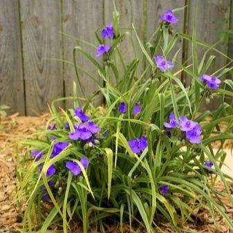 Π² ΠΊΠ°ΠΊΡΡ Π·Π΅ΠΌΠ»Ρ ΡΠ°ΠΆΠ°ΡΡ ΡΡΠ°Π΄Π΅ΡΠΊΠ°Π½ΡΠΈΡ. Π‘ΠΌΠΎΡΡΠ΅ΡΡ ΡΠΎΡΠΎ Π² ΠΊΠ°ΠΊΡΡ Π·Π΅ΠΌΠ»Ρ ΡΠ°ΠΆΠ°ΡΡ ΡΡΠ°Π΄Π΅ΡΠΊΠ°Π½ΡΠΈΡ. Π‘ΠΌΠΎΡΡΠ΅ΡΡ ΠΊΠ°ΡΡΠΈΠ½ΠΊΡ Π² ΠΊΠ°ΠΊΡΡ Π·Π΅ΠΌΠ»Ρ ΡΠ°ΠΆΠ°ΡΡ ΡΡΠ°Π΄Π΅ΡΠΊΠ°Π½ΡΠΈΡ. ΠΠ°ΡΡΠΈΠ½ΠΊΠ° ΠΏΡΠΎ Π² ΠΊΠ°ΠΊΡΡ Π·Π΅ΠΌΠ»Ρ ΡΠ°ΠΆΠ°ΡΡ ΡΡΠ°Π΄Π΅ΡΠΊΠ°Π½ΡΠΈΡ. Π€ΠΎΡΠΎ Π² ΠΊΠ°ΠΊΡΡ Π·Π΅ΠΌΠ»Ρ ΡΠ°ΠΆΠ°ΡΡ ΡΡΠ°Π΄Π΅ΡΠΊΠ°Π½ΡΠΈΡ Π² ΠΊΠ°ΠΊΡΡ Π·Π΅ΠΌΠ»Ρ ΡΠ°ΠΆΠ°ΡΡ ΡΡΠ°Π΄Π΅ΡΠΊΠ°Π½ΡΠΈΡ. Π‘ΠΌΠΎΡΡΠ΅ΡΡ ΡΠΎΡΠΎ Π² ΠΊΠ°ΠΊΡΡ Π·Π΅ΠΌΠ»Ρ ΡΠ°ΠΆΠ°ΡΡ ΡΡΠ°Π΄Π΅ΡΠΊΠ°Π½ΡΠΈΡ. Π‘ΠΌΠΎΡΡΠ΅ΡΡ ΠΊΠ°ΡΡΠΈΠ½ΠΊΡ Π² ΠΊΠ°ΠΊΡΡ Π·Π΅ΠΌΠ»Ρ ΡΠ°ΠΆΠ°ΡΡ ΡΡΠ°Π΄Π΅ΡΠΊΠ°Π½ΡΠΈΡ. ΠΠ°ΡΡΠΈΠ½ΠΊΠ° ΠΏΡΠΎ Π² ΠΊΠ°ΠΊΡΡ Π·Π΅ΠΌΠ»Ρ ΡΠ°ΠΆΠ°ΡΡ ΡΡΠ°Π΄Π΅ΡΠΊΠ°Π½ΡΠΈΡ. Π€ΠΎΡΠΎ Π² ΠΊΠ°ΠΊΡΡ Π·Π΅ΠΌΠ»Ρ ΡΠ°ΠΆΠ°ΡΡ ΡΡΠ°Π΄Π΅ΡΠΊΠ°Π½ΡΠΈΡ