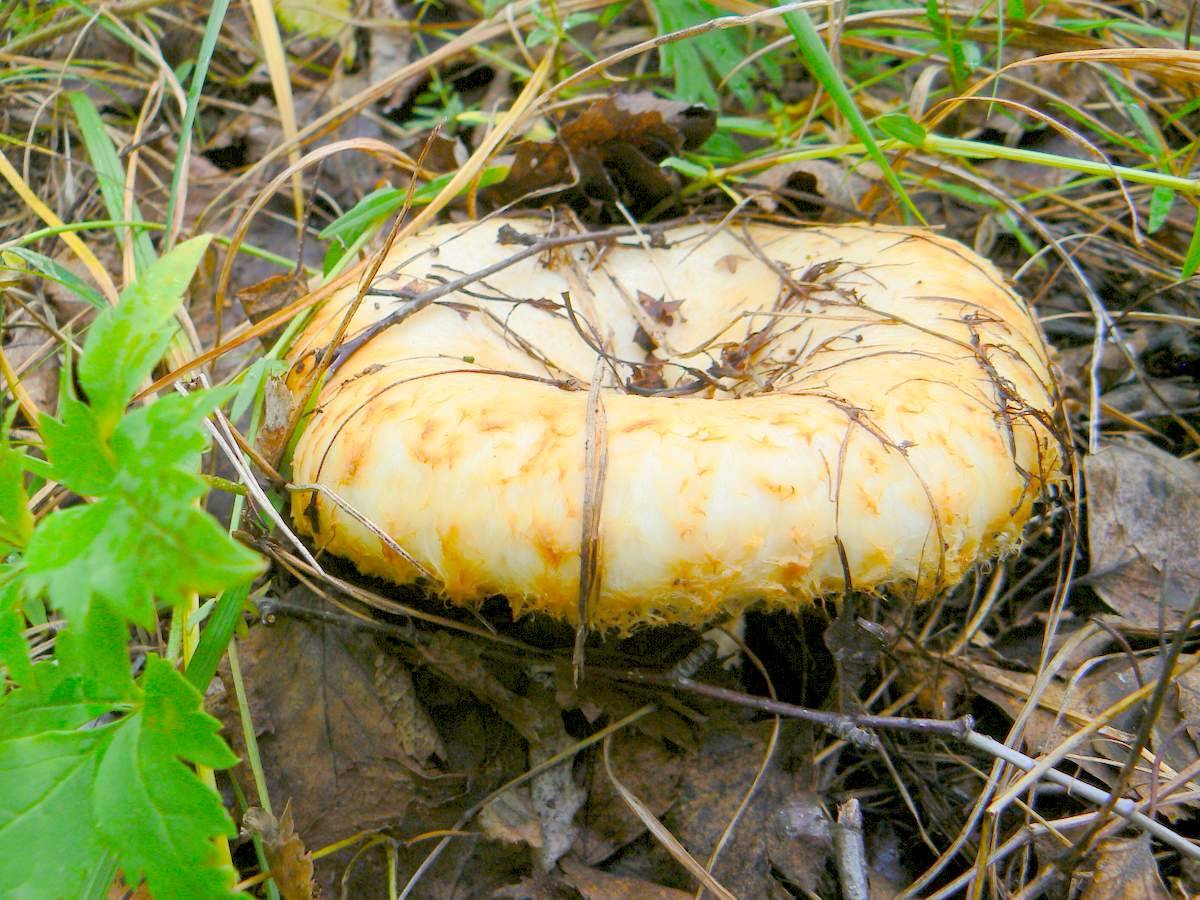 Пластинчатые грибы грузди