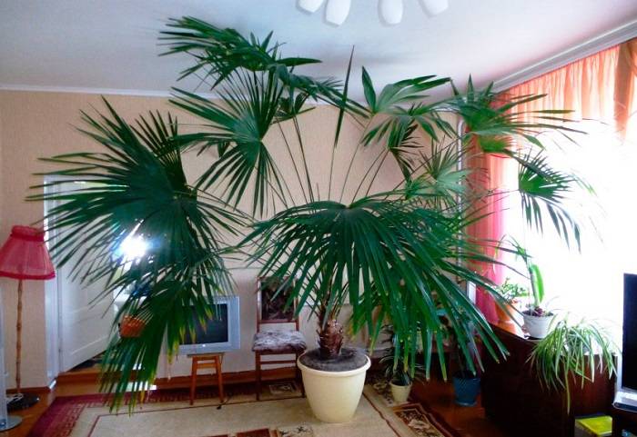 Как вырастить вашингтонию пальму из семян в домашних условиях