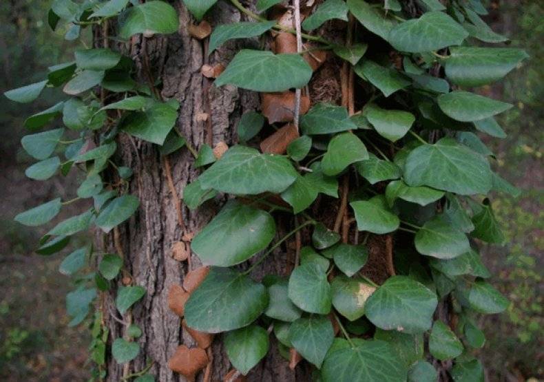 Как укоренить плющ комнатный. Смотреть фото Как укоренить плющ комнатный. Смотреть картинку Как укоренить плющ комнатный. Картинка про Как укоренить плющ комнатный. Фото Как укоренить плющ комнатный