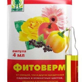 Обессум и арабикум разница адениум в чем. Смотреть фото Обессум и арабикум разница адениум в чем. Смотреть картинку Обессум и арабикум разница адениум в чем. Картинка про Обессум и арабикум разница адениум в чем. Фото Обессум и арабикум разница адениум в чем