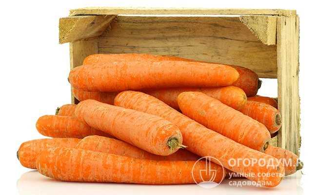 Как хранить морковь: советы и рекомендации