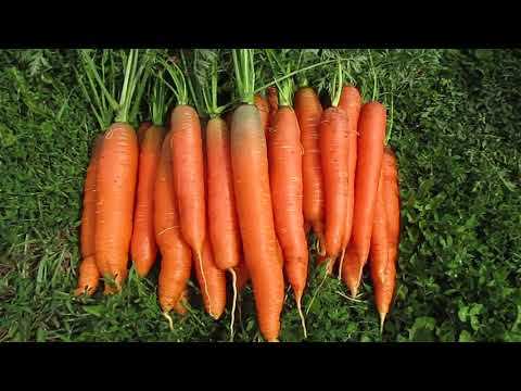 Подготовка грунта для посева семян моркови в осенний период
