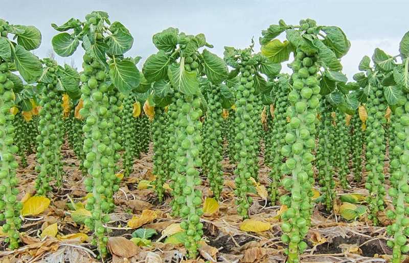 Основные правила и рекомендации по выращиванию брюссельской капусты