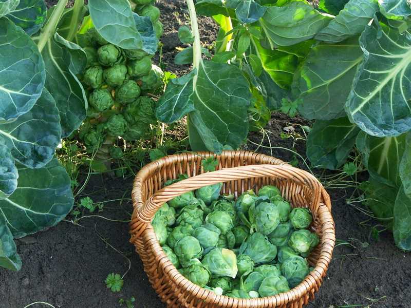 Использование брюссельской капусты в кулинарии и ее полезные свойства