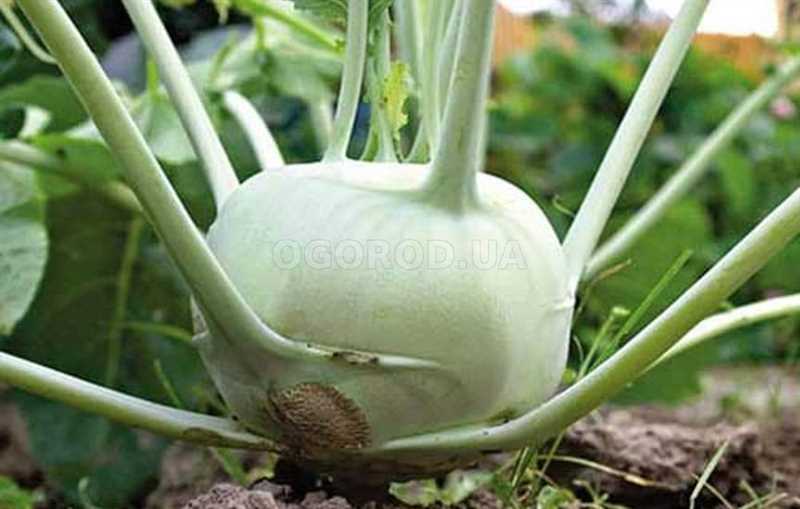 Выращивание капусты кольраби