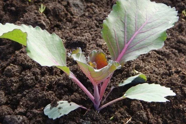Выращивание краснокочанной капусты