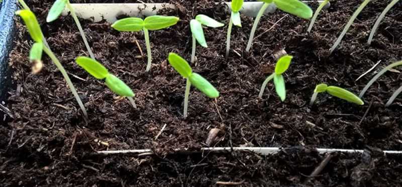 Выращивание баклажанов – это интересное и полезное занятие, которое может принести вам свежие и вкусные плоды. Чтобы успешно вырастить баклажаны, необходимо правильно подготовить почву и посадить рассаду.