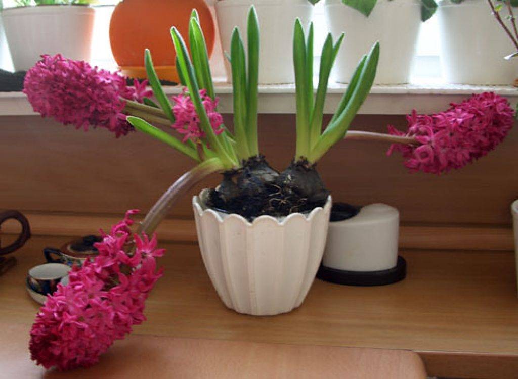 Что делать с цветами с луковицей. Луковичный цветок гиацинт. Горшечный гиацинт. Гиацинт д7 н10. Цветок горшечный гиацинт.