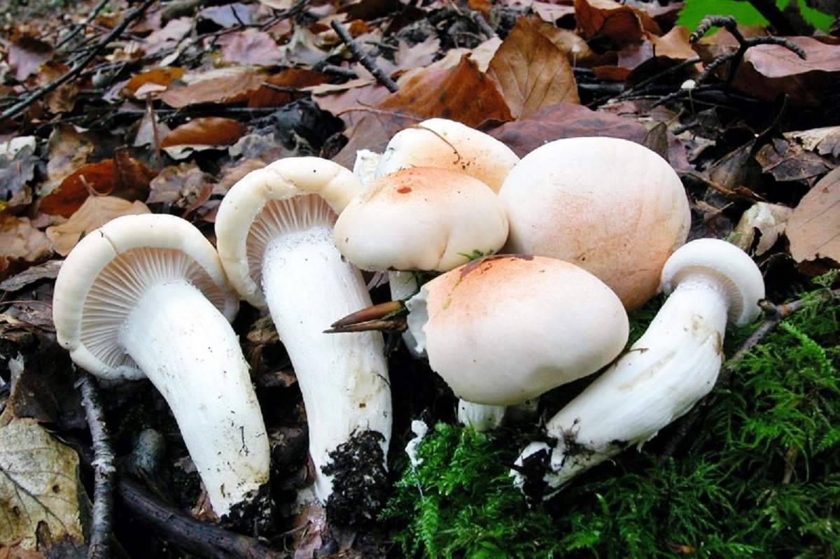 Грибы Гигрофоры Съедобные Фото И Описание Сорта