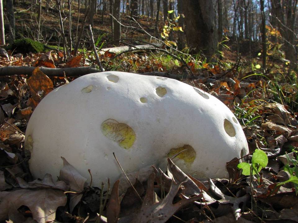 Гигантский головач гриб фото и описание