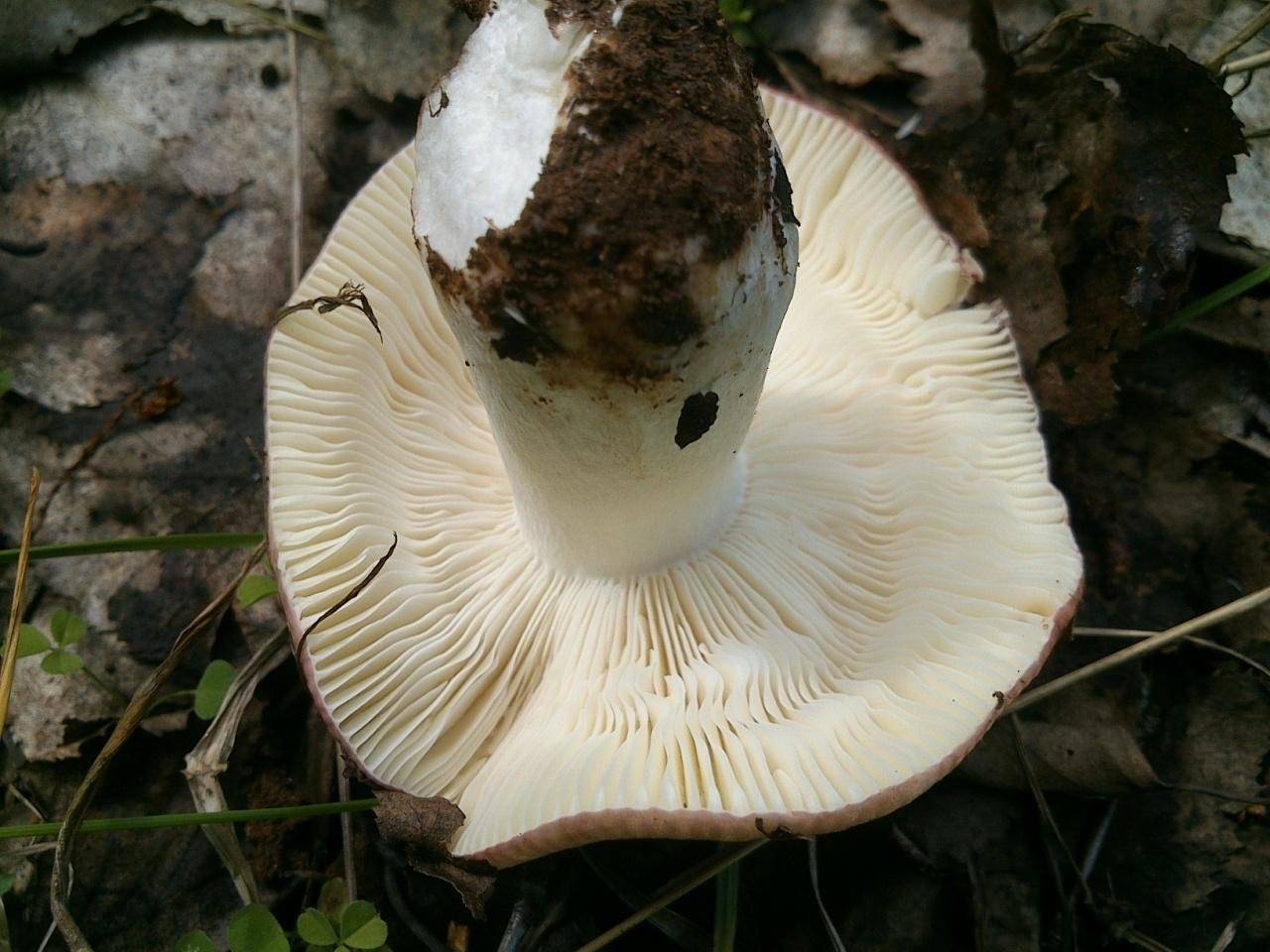 Russula exalbicans