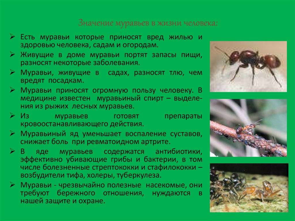 Тля рыжий муравей тип биотических отношений. Полезные насекомые муравьи. Муравьи презентация. Презентация на тему муравьи. Доклад о муравьях.