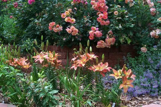 Как оформляется клумба с лилиями в саду — пошаговая инструкция