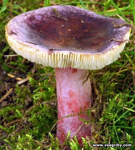 Сыроежка чернеющая как готовить. Смотреть фото Сыроежка чернеющая как готовить. Смотреть картинку Сыроежка чернеющая как готовить. Картинка про Сыроежка чернеющая как готовить. Фото Сыроежка чернеющая как готовить Сыроежка чернеющая как готовить. Смотреть фото Сыроежка чернеющая как готовить. Смотреть картинку Сыроежка чернеющая как готовить. Картинка про Сыроежка чернеющая как готовить. Фото Сыроежка чернеющая как готовить