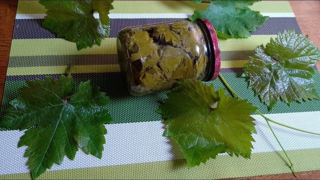 Отвар из виноградных листьев для волос