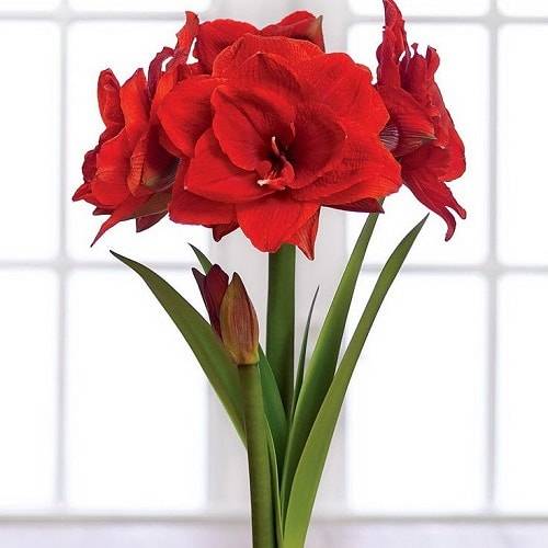 Амариллис и гиппеаструм чем отличаются. 8220fa142972f6ce2978bb197eb39a65. Амариллис и гиппеаструм чем отличаются фото. Амариллис и гиппеаструм чем отличаются-8220fa142972f6ce2978bb197eb39a65. картинка Амариллис и гиппеаструм чем отличаются. картинка 8220fa142972f6ce2978bb197eb39a65