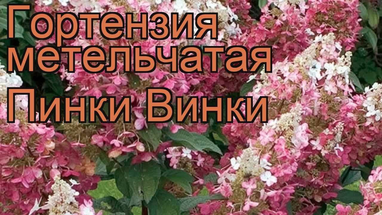 Гортензия Пинки Винки Метельчатая Фото Отзывы