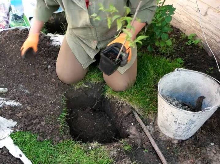 831ce0af256cf4b12dbdec5682c8709b когда лучше пересаживать клематис осенью или весной