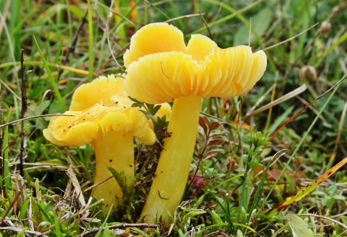 Hygrocybe chlorophana