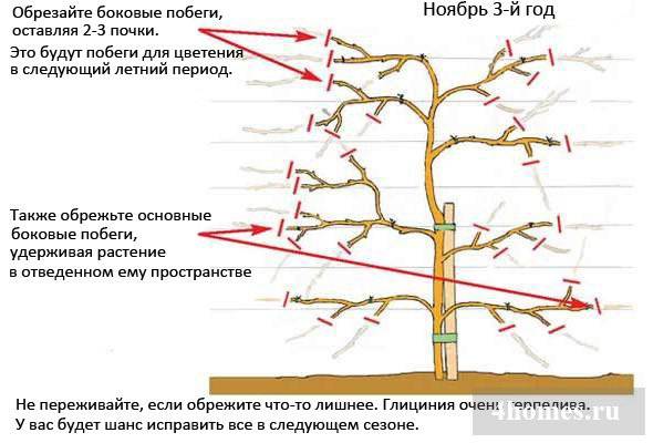 как определить что актинидия созрела. 8354adaf76c2ff92db4752ff3d2036c7. как определить что актинидия созрела фото. как определить что актинидия созрела-8354adaf76c2ff92db4752ff3d2036c7. картинка как определить что актинидия созрела. картинка 8354adaf76c2ff92db4752ff3d2036c7.