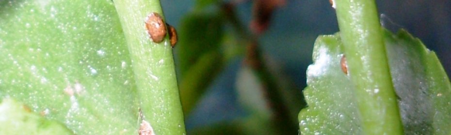 Болезни бархатцев — почему сохнут листья