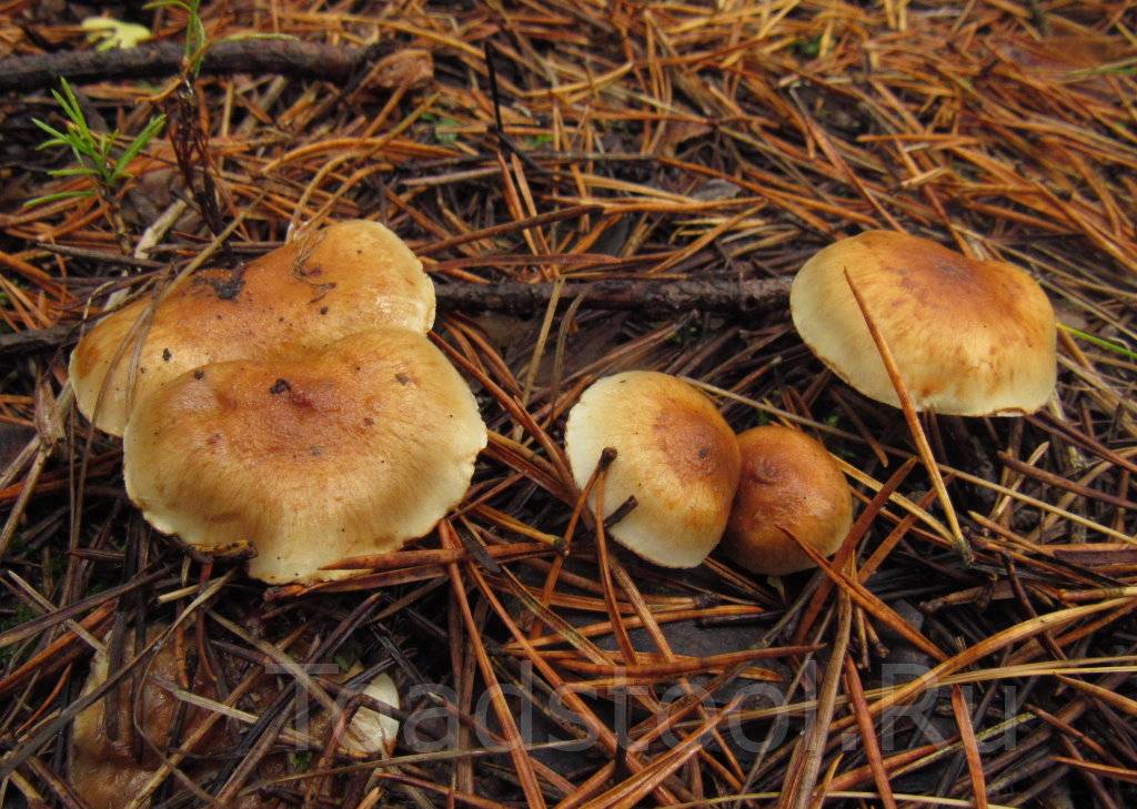 Виды грибов чешуйчатка