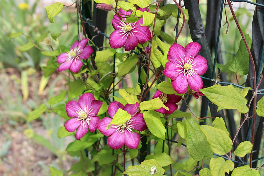 83d09c834a94deb71b645f44832d119d когда лучше пересаживать клематис осенью или весной