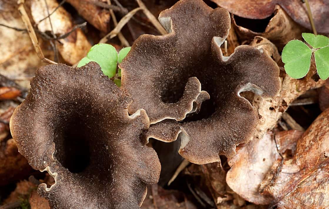Черные грибы виды. Вороночник рожковидный гриб. Лисичка черная вороночник рожковидный. Вороночник рожковидный (Craterellus cornucopioides). Чёрные лисички грибы.
