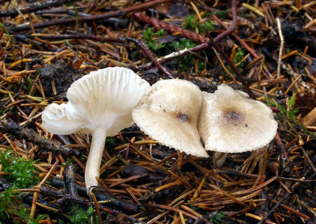 Гигрофор поздний гриб фото и описание
