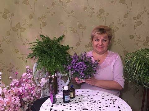 если засохла кампанула что делать. Смотреть фото если засохла кампанула что делать. Смотреть картинку если засохла кампанула что делать. Картинка про если засохла кампанула что делать. Фото если засохла кампанула что делать