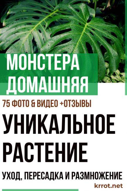 Как укоротить монстеру правильно. Смотреть фото Как укоротить монстеру правильно. Смотреть картинку Как укоротить монстеру правильно. Картинка про Как укоротить монстеру правильно. Фото Как укоротить монстеру правильно