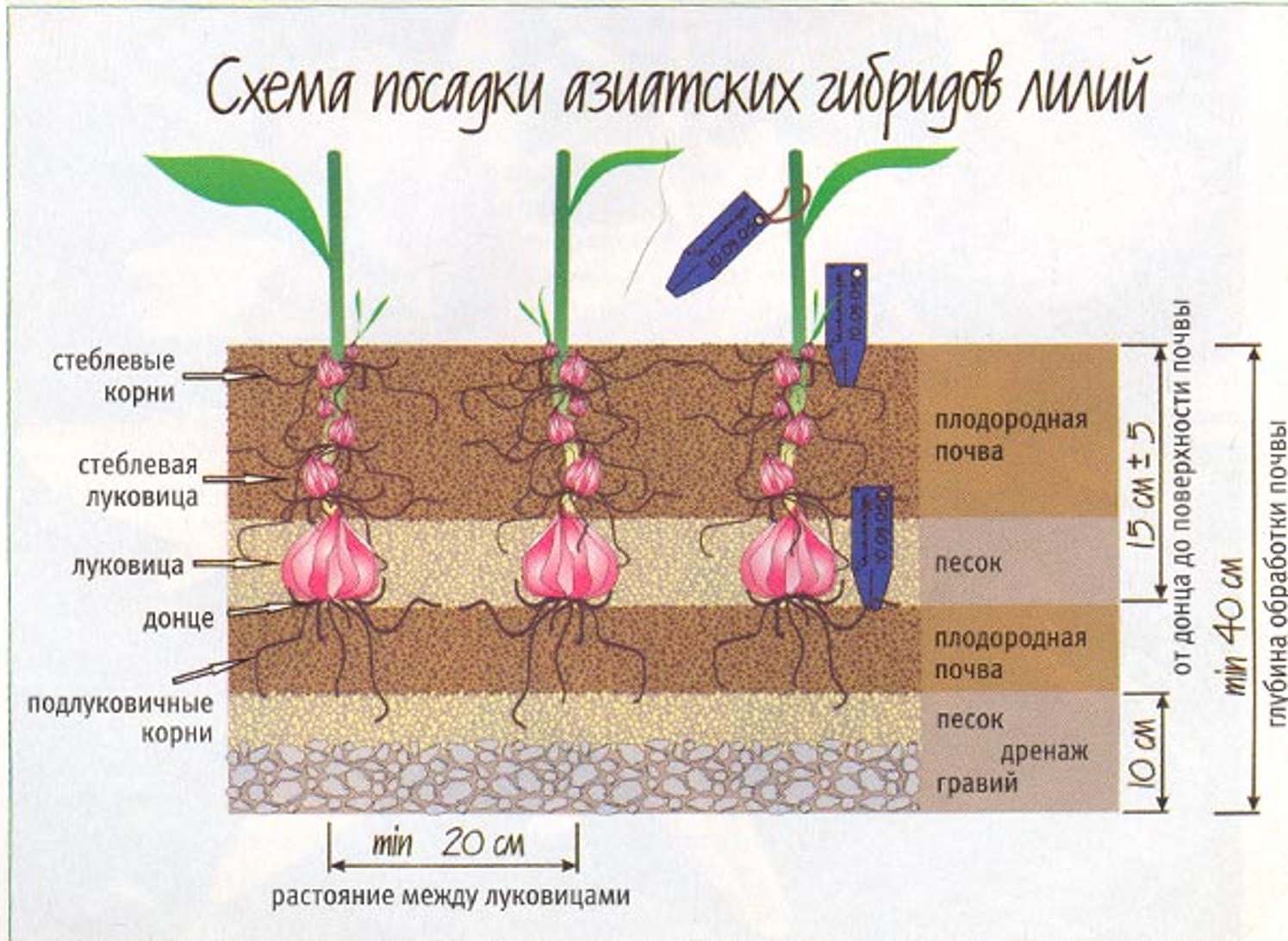 Тюльпаны на какую глубину