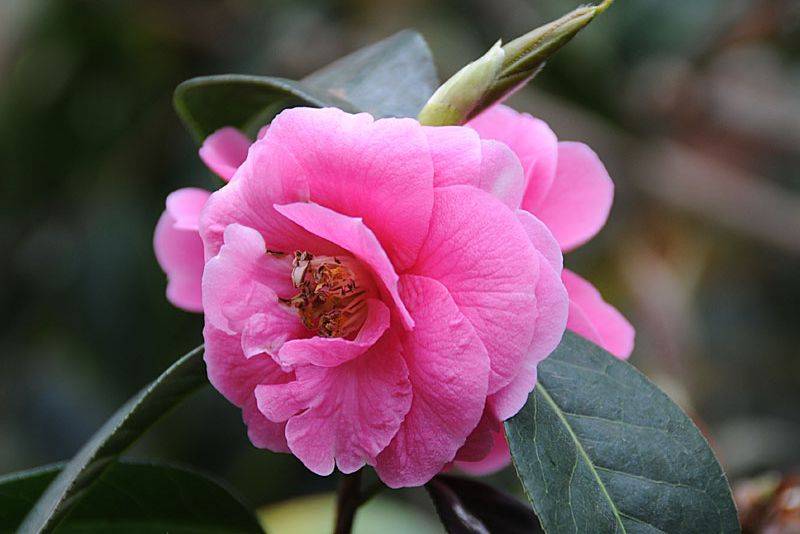 Королева камелий. Камелия Горная. Camellia reticulata. Абхазия Камелия японская.