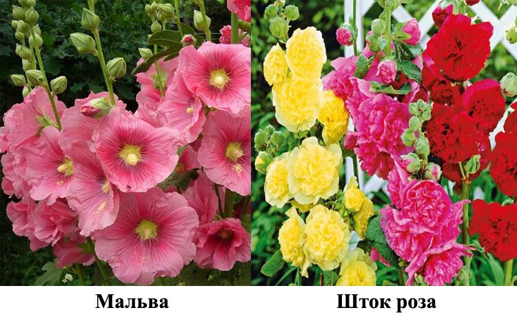Шток роза цвет черной смородины. 88512748d908ceda02c4b0643be33a48. Шток роза цвет черной смородины фото. Шток роза цвет черной смородины-88512748d908ceda02c4b0643be33a48. картинка Шток роза цвет черной смородины. картинка 88512748d908ceda02c4b0643be33a48. Мальву всегда можно увидеть за заборами дач, её высокие стебли способны преобразить любой садовый участок. Это растение обладает хорошей устойчивостью по отношению к сильным морозам и длительной засухе, за ней несложно ухаживать. Данный цветок также называют шток-роза.