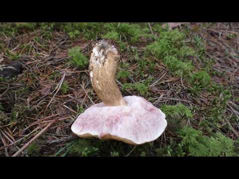 Гриб горчак (желчный): характеристика двойника белого гриба